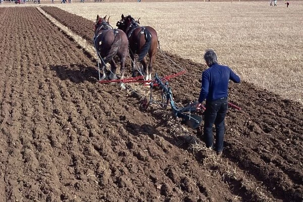 Ploughing with horses on a farm near Burford, Oxfordshire, England, United Kingdom