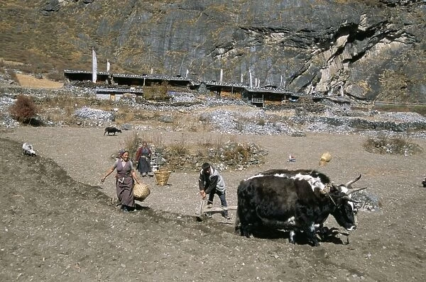 Ploughing potato fields with yaks below old Langtang village