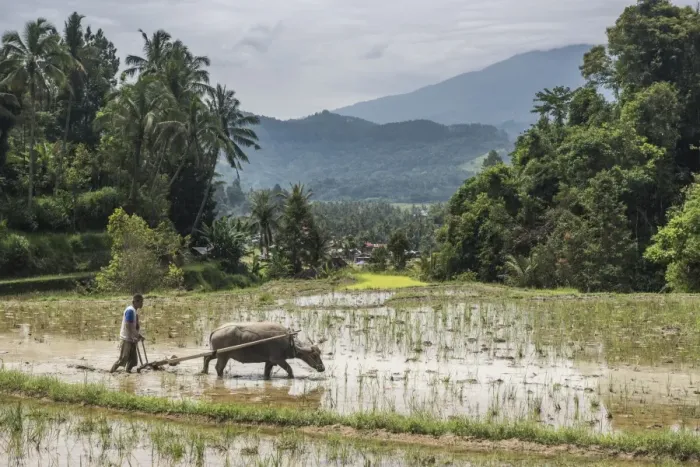 Framed Print : Ploughing rice paddy fields with Water Buffalo near Bukittinggi, West Sumatra, Indonesia Framed Print : Ploughing rice paddy fields with Water Buffalo near Bukittinggi, West Sumatra, Indonesia