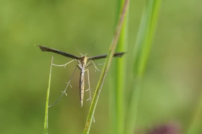 Framed Print : Plume moth (Stenoptilia bipunctidactyla) on grass, Wiltshire, England Framed Print : Plume moth (Stenoptilia bipunctidactyla) on grass, Wiltshire, England