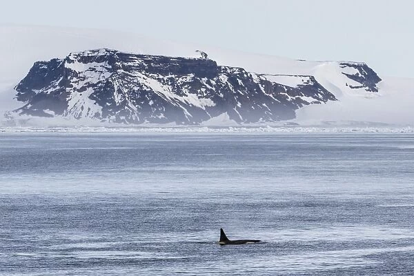 A pod of Big Type B killer whales (Orcinus orca) in Antarctic Sound, Antarctica, Southern Ocean, Polar Regions