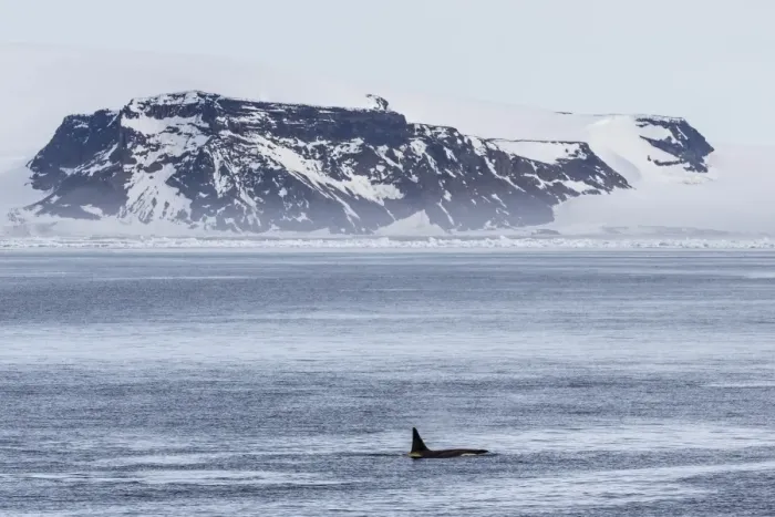 Framed Print : A pod of Big Type B killer whales (Orcinus orca) in Antarctic Sound, Antarctica, Southern Ocean, Polar Regions Framed Print : A pod of Big Type B killer whales (Orcinus orca) in Antarctic Sound, Antarctica, Southern Ocean, Polar Regions