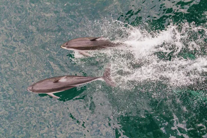 Framed Print : A pod of Pacific white-sided dolphins (Lagenorhynchus obliquidens) bow-riding in Johnstone Strait, British Columbia, Canada