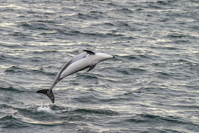 Framed Print : A pod of Pacific white-sided dolphins (Lagenorhynchus obliquidens) leaping and surfacing in Johnstone Strait, British Columbia, Canada, North America Framed Print : A pod of Pacific white-sided dolphins (Lagenorhynchus obliquidens) leaping and surfacing in Johnstone Strait, British Columbia, Canada, North America