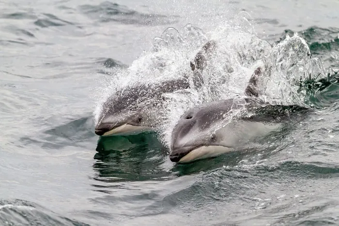 Framed Print : A pod of Pacific white-sided dolphins (Lagenorhynchus obliquidens) leaping and surfacing in Johnstone Strait, British Columbia, Canada, North America Framed Print : A pod of Pacific white-sided dolphins (Lagenorhynchus obliquidens) leaping and surfacing in Johnstone Strait, British Columbia, Canada, North America