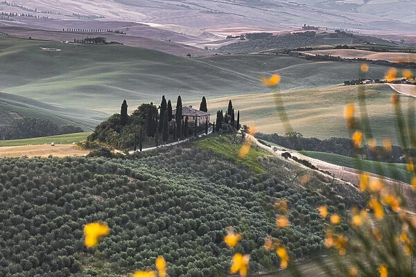 Podere belvedere hill at sunrise, Val d Orcia, UNESCO World Heritage Site, Tuscany, Italy, Europe