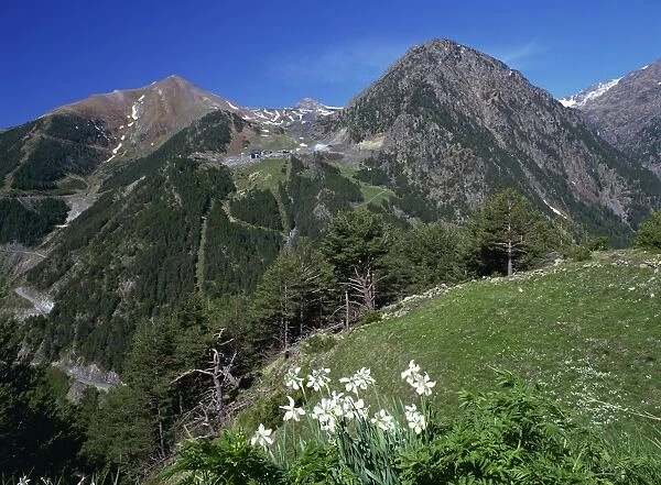 Poets narcissus (Narcissus poeticus) and view west across the Arinsal valley to the Arinsal ski station in early summer, Arinsal, Percanela