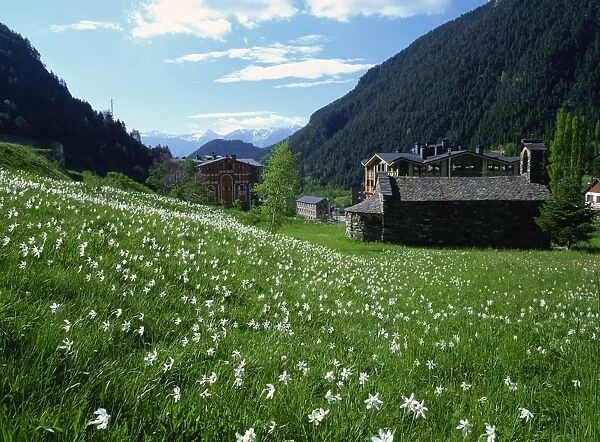 Poets narcissus (Narcissus poeticus) and tiny old church above Arinsal village where Andorras national flower grows in profusion, Arinsal, Andorra