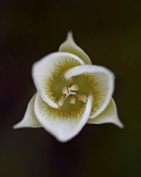 Pointed Mariposa lily (pointedtip Mariposa lily (Calochortus apiculatus)