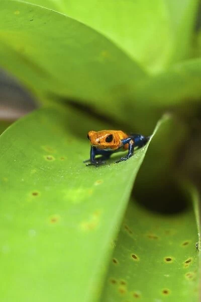 Poison Dart Frog, named due it excreting a poison that paralyses - used on native arrows; Arenal, Alajuela Province, Costa Rica
