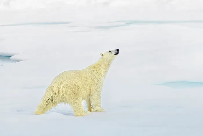 Framed Print : Polar Bear on Arctic Ice, Svalbard, Norway, Arctic Ocean, Polar Regions Framed Print : Polar Bear on Arctic Ice, Svalbard, Norway, Arctic Ocean, Polar Regions