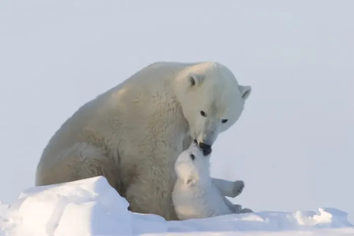 Framed Print : Polar Bear with a cub, (Ursus maritimus), Churchill, Manitoba, Canada Framed Print : Polar Bear with a cub, (Ursus maritimus), Churchill, Manitoba, Canada