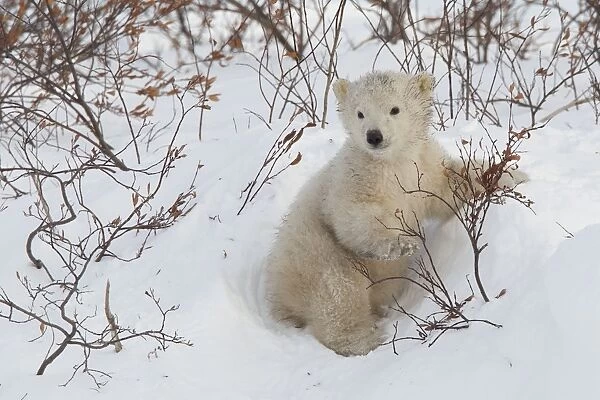 Polar bear cub (Ursus maritimus), Wapusk National Park, Churchill, Hudson Bay, Manitoba, Canada, North America