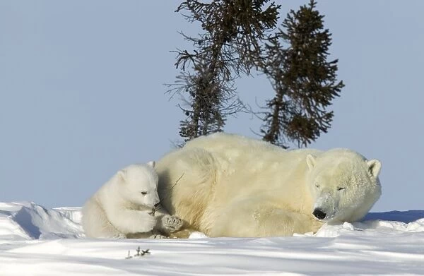 Polar Bear with a cub, (Ursus maritimus), Churchill, Manitoba, Canada