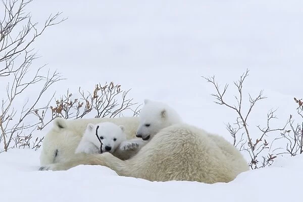 Polar Bear with cubs, Ursus maritimus, Churchill, Manitoba, Canada