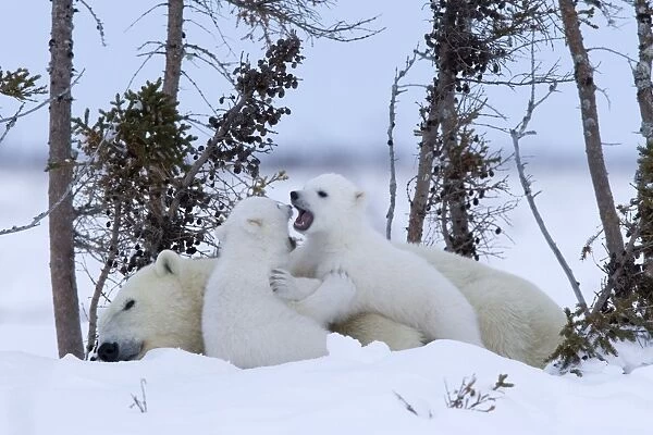 Polar Bear with cubs, (Ursus maritimus), Churchill, Manitoba, Canada