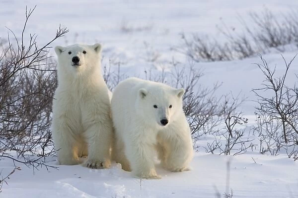 Polar bear cubs (Ursus maritimus), Churchill, Hudson Bay, Manitoba, Canada, North America