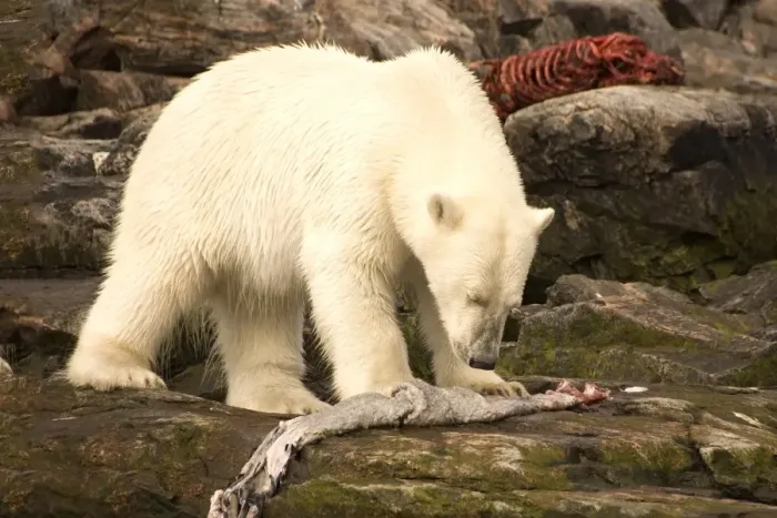 Framed Print : Polar bear feeding on a seal carcass, Button Islands, Labrador, Canada, North America Framed Print : Polar bear feeding on a seal carcass, Button Islands, Labrador, Canada, North America