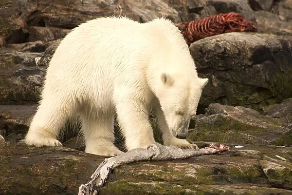 Polar bear feeding on a seal carcass, Button Islands, Labrador, Canada, North America
