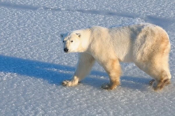 Polar bear on fresh snow, Wapusk National Park, Manitoba, Canada, North America