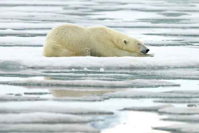 Framed Print : Polar bear laying on ice, Svalbard and Jan Mayen, Norway, Polar Regions Framed Print : Polar bear laying on ice, Svalbard and Jan Mayen, Norway, Polar Regions