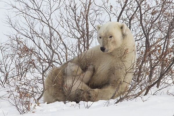 Polar bear nursing cub (Ursus maritimus), Wapusk National Park, Churchill, Hudson Bay, Manitoba, Canada, North America