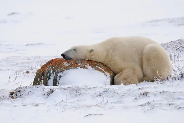 Polar bear resting, Churchill, Hudson Bay, Manitoba, Canada, North America