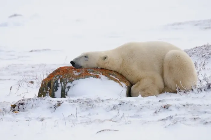 Framed Print : Polar bear resting, Churchill, Hudson Bay, Manitoba, Canada, North America Framed Print : Polar bear resting, Churchill, Hudson Bay, Manitoba, Canada, North America