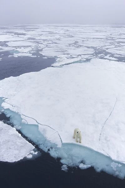 Polar bear on sea ice off coast of Spitzbergen, Svalbard, Arctic Norway