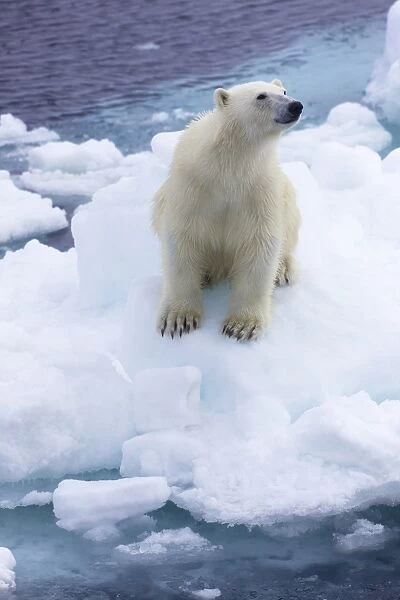 Polar bear on sea ice off coast of Spitzbergen, Svalbard, Arctic Norway