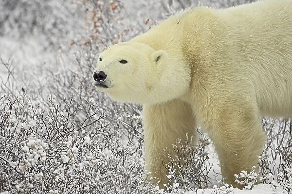 Polar bear (Thalarctos maritimus) standing among willow, Churchill, Manitoba