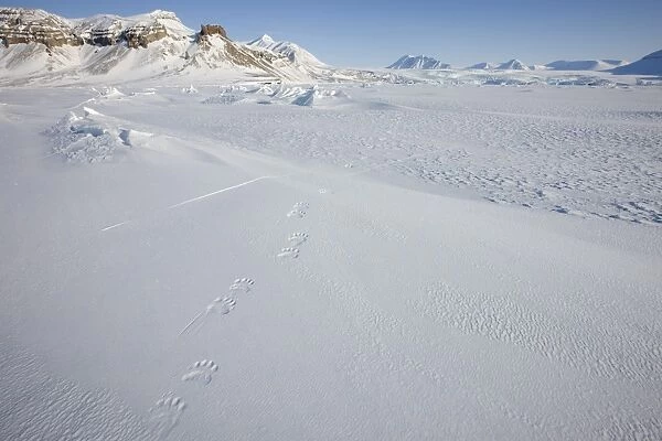 Polar bear track, Billefjord, Svalbard, Spitzbergen, Arctic, Norway, Scandinavia, Europe
