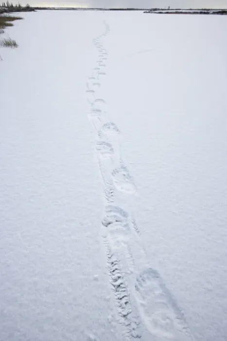 Framed Print : Polar bear track, Churchill, Manitoba, Canada, North America Framed Print : Polar bear track, Churchill, Manitoba, Canada, North America