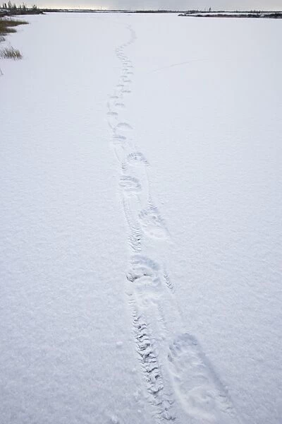 Polar bear track, Churchill, Manitoba, Canada, North America