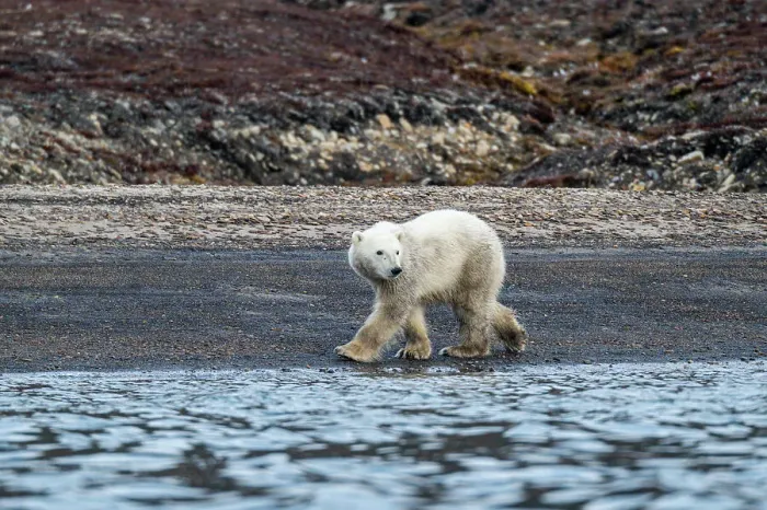 Framed Print : Polar bear (Ursus Maritimus) on Axel Heiberg island, Nunavut, Canadian Arctic, Canada, North America
