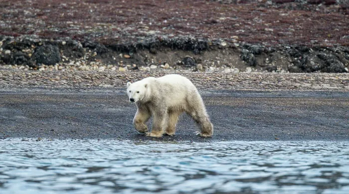 Framed Print : Polar bear (Ursus Maritimus) on Axel Heiberg island, Nunavut, Canadian Arctic, Canada, North America Framed Print : Polar bear (Ursus Maritimus) on Axel Heiberg island, Nunavut, Canadian Arctic, Canada, North America