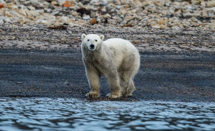 Framed Print : Polar bear (Ursus Maritimus) on Axel Heiberg island, Nunavut, Canadian Arctic, Canada, North America