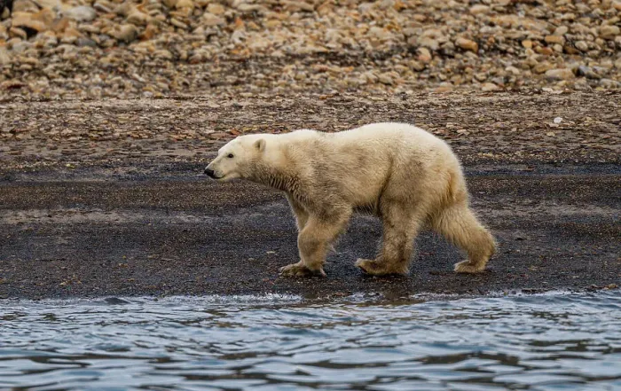 Framed Print : Polar bear (Ursus Maritimus) on Axel Heiberg island, Nunavut, Canadian Arctic, Canada, North America
