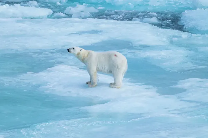 Framed Print : Polar bear (Ursus Maritimus) on Axel Heiberg island, Nunavut, Canadian Arctic, Canada, North America Framed Print : Polar bear (Ursus Maritimus) on Axel Heiberg island, Nunavut, Canadian Arctic, Canada, North America
