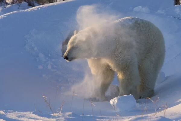 Polar Bear, (Ursus maritimus), Churchill, Manitoba, Canada