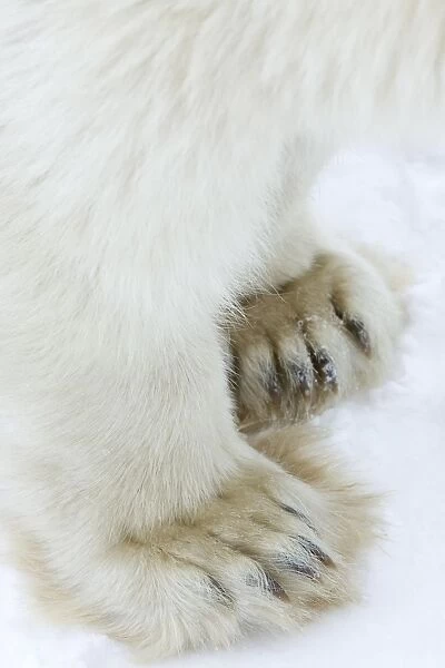 Polar bear (Ursus maritimus), Churchill, Hudson Bay, Manitoba, Canada, North America