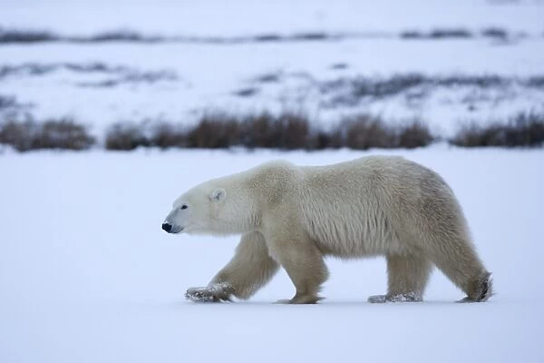 Polar bear, Ursus maritimus, Churchill, Manitoba, Canada, North America
