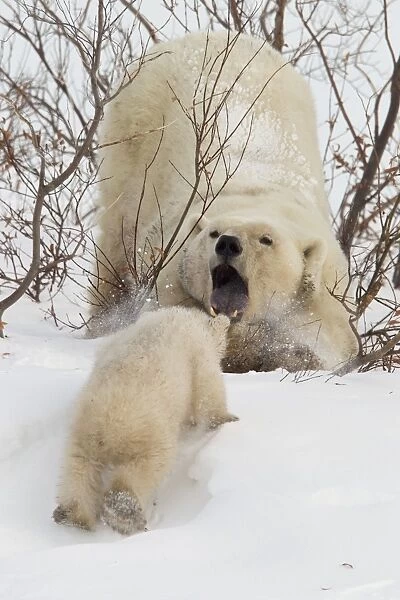 Polar bear (Ursus maritimus) and cub, Wapusk National Park, Churchill, Hudson Bay, Manitoba, Canada, North America