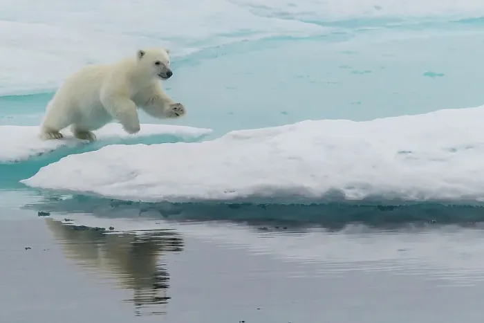 Framed Print : Polar bear (Ursus maritimus) cub leaping on an ice floe in the fog in Davis Strait, Nunavut, Canada, North America Framed Print : Polar bear (Ursus maritimus) cub leaping on an ice floe in the fog in Davis Strait, Nunavut, Canada, North America