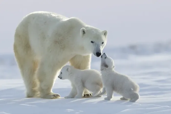 Framed Print : Polar bear (Ursus maritimus) and cubs, Wapusk National Park, Churchill, Hudson Bay, Manitoba, Canada, North America Framed Print : Polar bear (Ursus maritimus) and cubs, Wapusk National Park, Churchill, Hudson Bay, Manitoba, Canada, North America