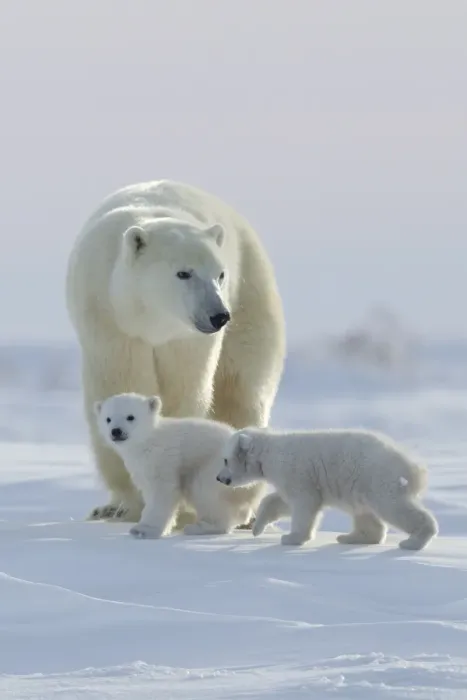 Framed Print : Polar bear (Ursus maritimus) and cubs, Wapusk National Park, Churchill, Hudson Bay, Manitoba, Canada, North America Framed Print : Polar bear (Ursus maritimus) and cubs, Wapusk National Park, Churchill, Hudson Bay, Manitoba, Canada, North America