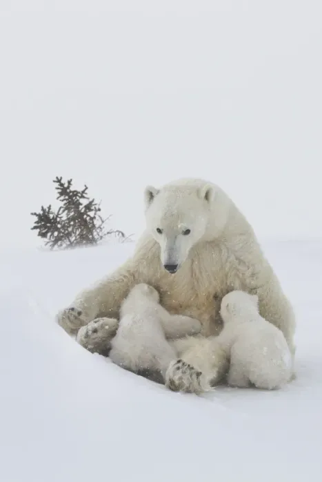 Framed Print : Polar bear (Ursus maritimus) and cubs, Wapusk National Park, Churchill, Hudson Bay, Manitoba, Canada, North America Framed Print : Polar bear (Ursus maritimus) and cubs, Wapusk National Park, Churchill, Hudson Bay, Manitoba, Canada, North America