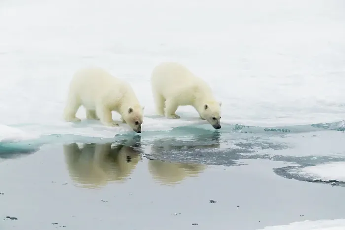 Framed Print : Polar bear (Ursus maritimus) cubs on an ice floe in the fog in Davis Strait, Nunavut, Canada, North America Framed Print : Polar bear (Ursus maritimus) cubs on an ice floe in the fog in Davis Strait, Nunavut, Canada, North America