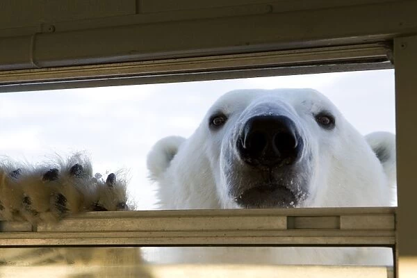 Polar bear (Ursus maritimus), Hudson Bay, Churchill, Manitoba, Canada, North America