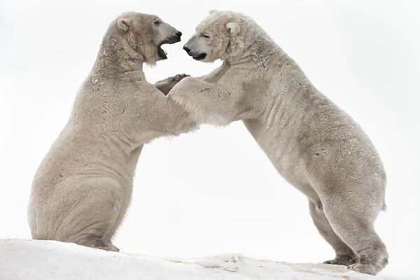 Polar bear (Ursus maritimus) males playfighting, captive, Highland Wildlife Park